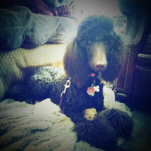 Place command helps with hyperactivity and impulse control