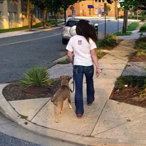 Loose leash walking with a pit bull  - Philadelphia dog training